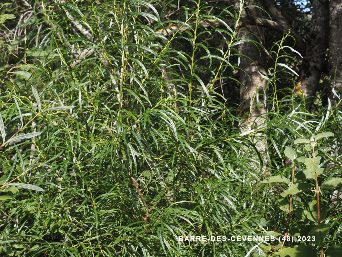 Osier plant
